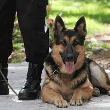Professional K9 Security Dog Units Bodyguard Services Malaysia